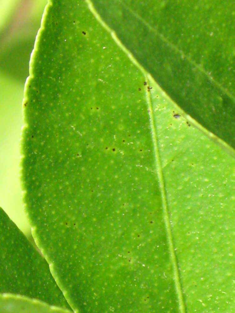            Margin (Persian, Winter Haven, FL)   